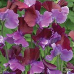 Sweet Pea 'Purple Pimpernel'