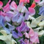 Sweet Pea 'Elegant Ladies'