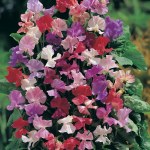 Sweet Pea 'Fragrantissima'