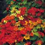 Nasturtium Climbing Mixed Bee Friendly Plants