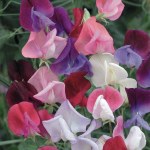 Sweet Pea Heirloom bicolour Mi