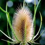 Teasel