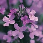 Hesperis matronalis Sweet Rocket