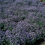 Myosotis sylvatica 'Blue Ball'