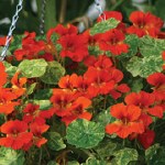 Nasturtium majus 'Orange Troika'