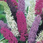 Wildflower Butterfly Bush