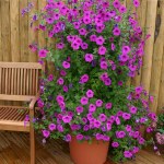 Petunia hybrida 'Purple Tower' F1 hybrid