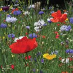 Wildflower 'Cornfield Annuals Mix'