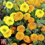 Marigold 'Kushi Mix'