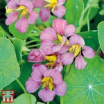 Nasturtium 'Purple Emperor'