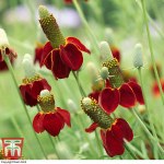 Ratibida columnifera f. pulcherrima 'Red Midget'