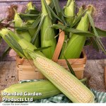 Sweetcorn 'Eden' F1