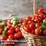 Tomato 'Consuelo' (Crimson Cherry)