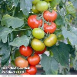 Tomato 'Crimson Crush' F1