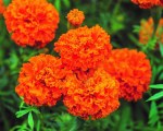 Marigold 'Hot Stuff'