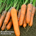 Carrot 'Volcano' F1 (Late Maincrop)