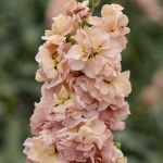 Column Stock 'Apricot'