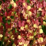 Linaria maroccana 'Licilia Peach'