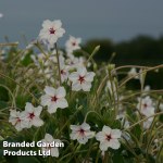 Mirabilis longiflora 'Angels Trumpets'