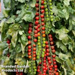 Tomato 'Rapunzel' F1