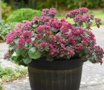 Sedum 'Busy Nights'