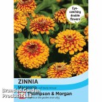 Zinnia 'Macarenia'