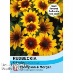 Rudbeckia 'Kokardas'