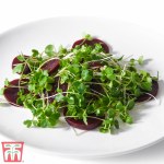 Microgreens Kale 'Nero di Toscana'