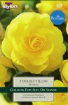 Begonia Double Yellow