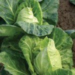 Cabbage 'Greyhound'