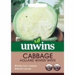 Cabbage 'Holland Winter White'