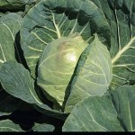 Cabbage Primo