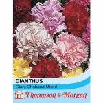 Dianthus caryophyllus 'Giant Chabaud Mixed'