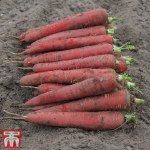 Carrot 'Red Sun' F1 Hybrid (Maincrop)