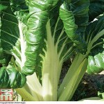 Swiss Chard 'Fordhook Giant'