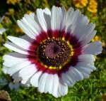 Chrysanthemum carinatum 'Cockade'