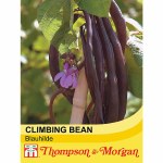 Climbing Bean 'Blauhilde'