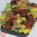 Coleus 'T&M Prize Strain Improved Mixed'