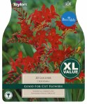 Crocosmia Lucifer