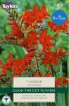 Crocosmia Lucifer
