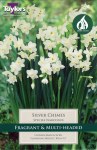 Daffodil Silver Chimes 5 Bulbs