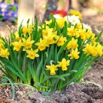 Daffodil Tete a Tete  10 pack