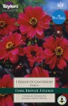 Dahlia Bishop of Canterbury