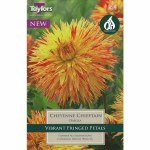 Dahlia Cheyenne Chieftain