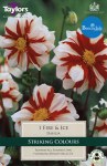 Dahlia Fire & Ice