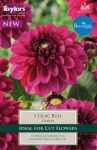 Dahlia Lilac Bull