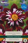 Dahlia Night Butterfly