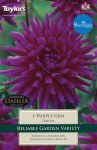 Dahlia Purple Gen
