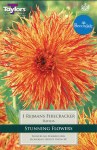 Dahlia Rejmans Firecracker