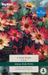 Dahlia Star Wars